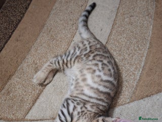 Bengal cats JUST ONE BENGAL LEFT - silver boy - Advert 1