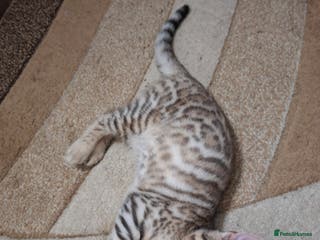 Bengal cats JUST ONE BENGAL LEFT - silver boy - Advert 3