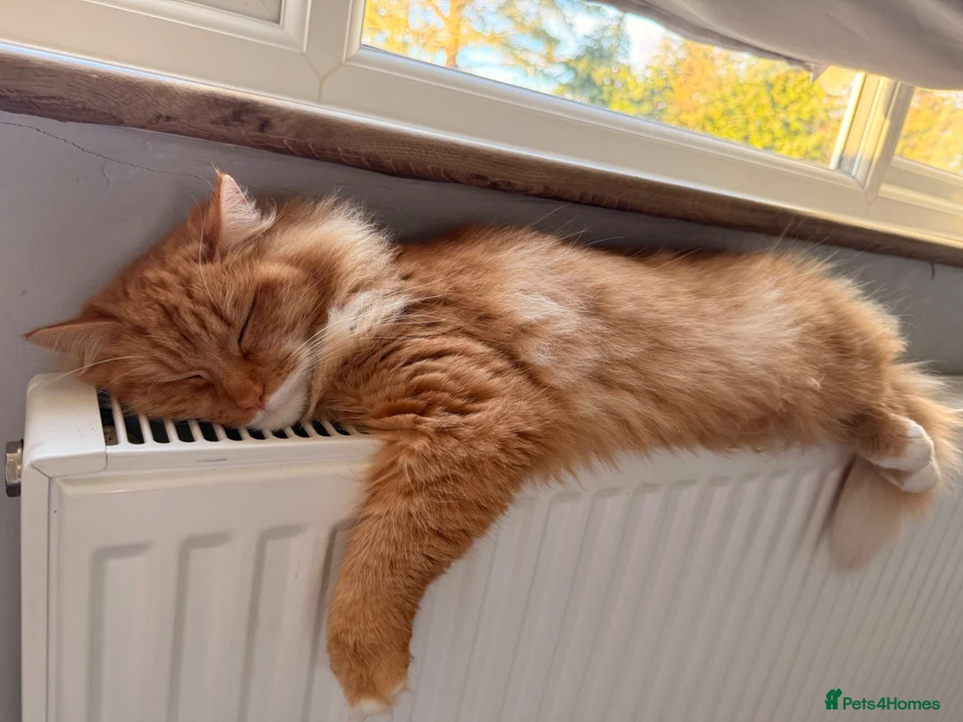 British Longhair cats for sale: 2 Beautiful Long Hair Girls - Advert 1