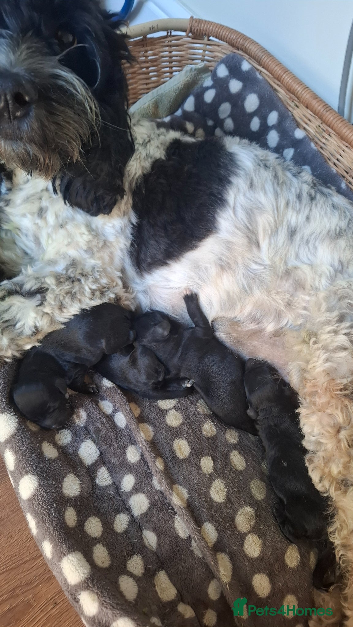 Cockapoo dogs Absolutely Stunning Cockerpoos - Advert 2