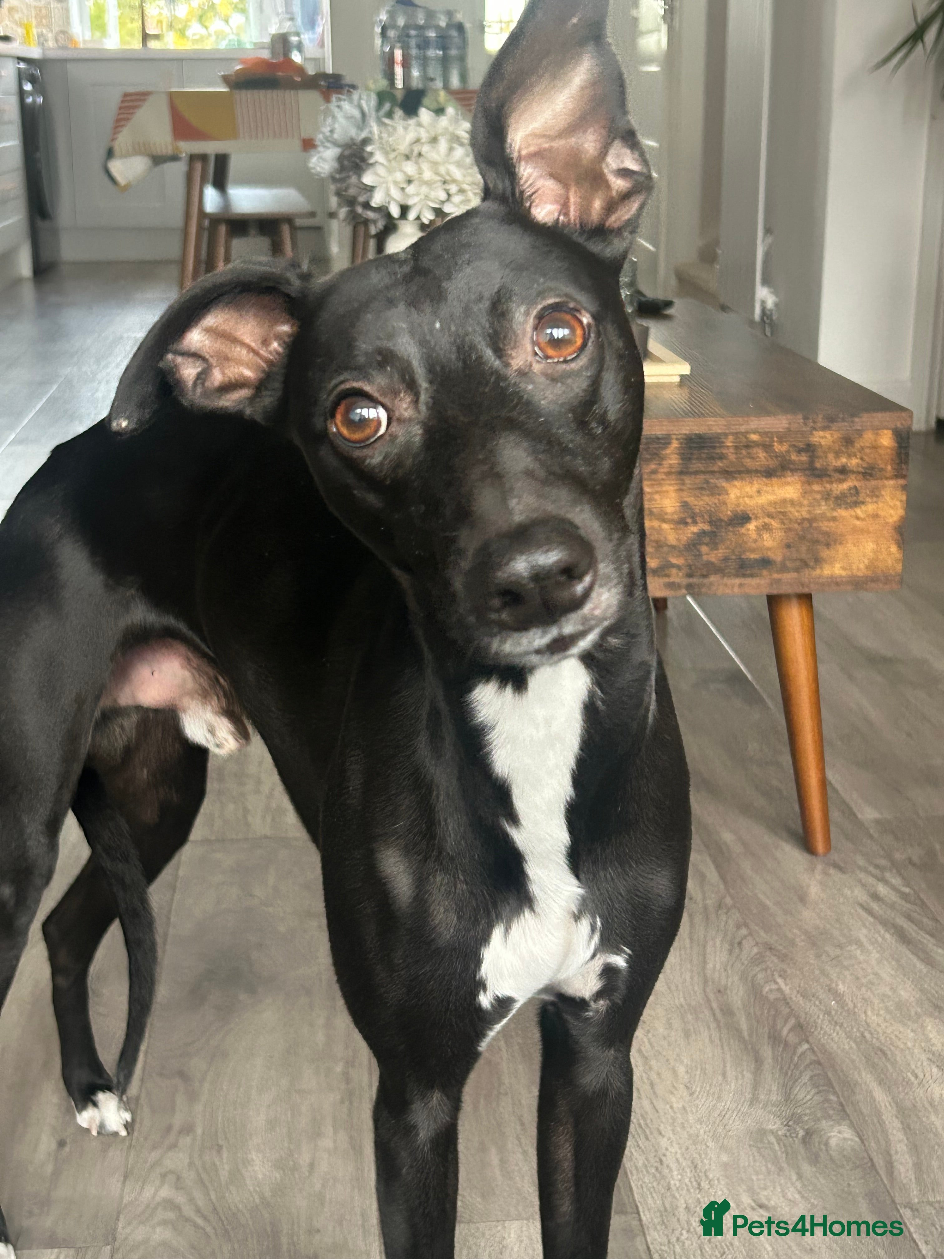 Whippet dogs Black Whippet For Stud - Advert 2