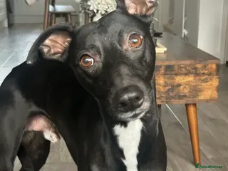 Whippet dogs Black Whippet For Stud - Advert 2