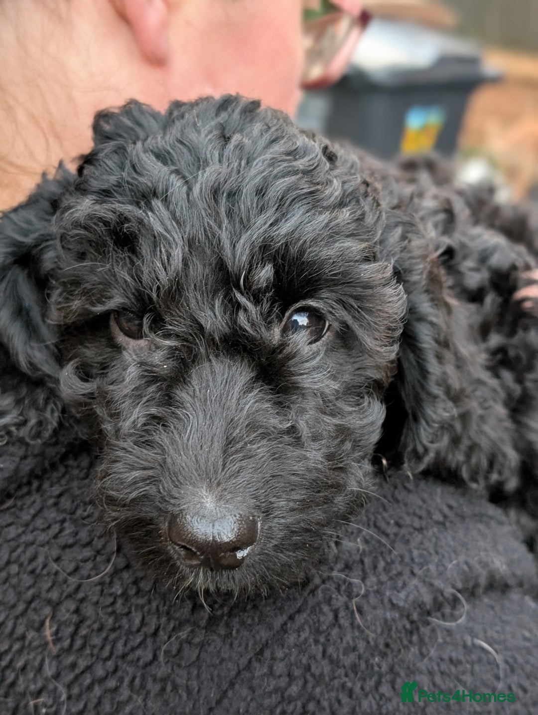 Australian Labradoodle dogs for sale: Ready Now !  Miniature Australian Labradoodles - Image 32