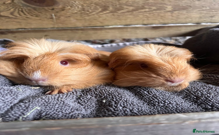 Guinea Pig rodents - Advert 3