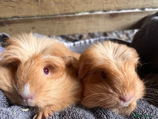 Guinea Pig rodents - Advert 31