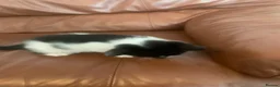 Domestic Shorthair cats for sale: Beautiful Black & Black/White Kittens Available in Colne - Advert 8