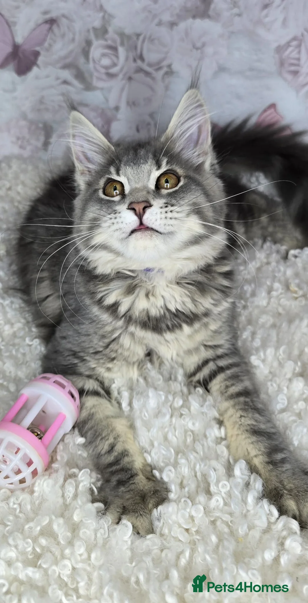 Maine Coon cats for sale: TICA MAINE COON CUBS - Advert 9