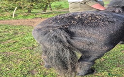 Shetland pony horses for sale: Shetland gelding  - Image 5