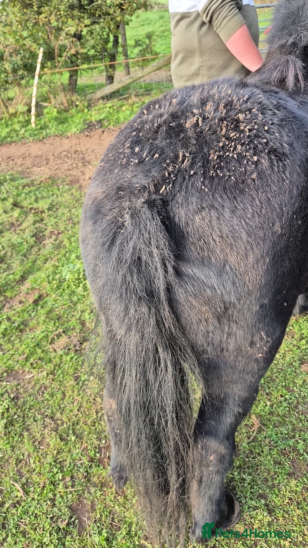 Shetland pony horses for sale: Shetland gelding  - Image 5