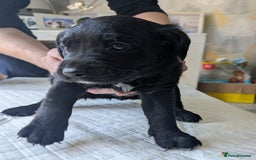 Labrador Retriever dogs for sale: Retriever Labrador puppys for sale - Image 11