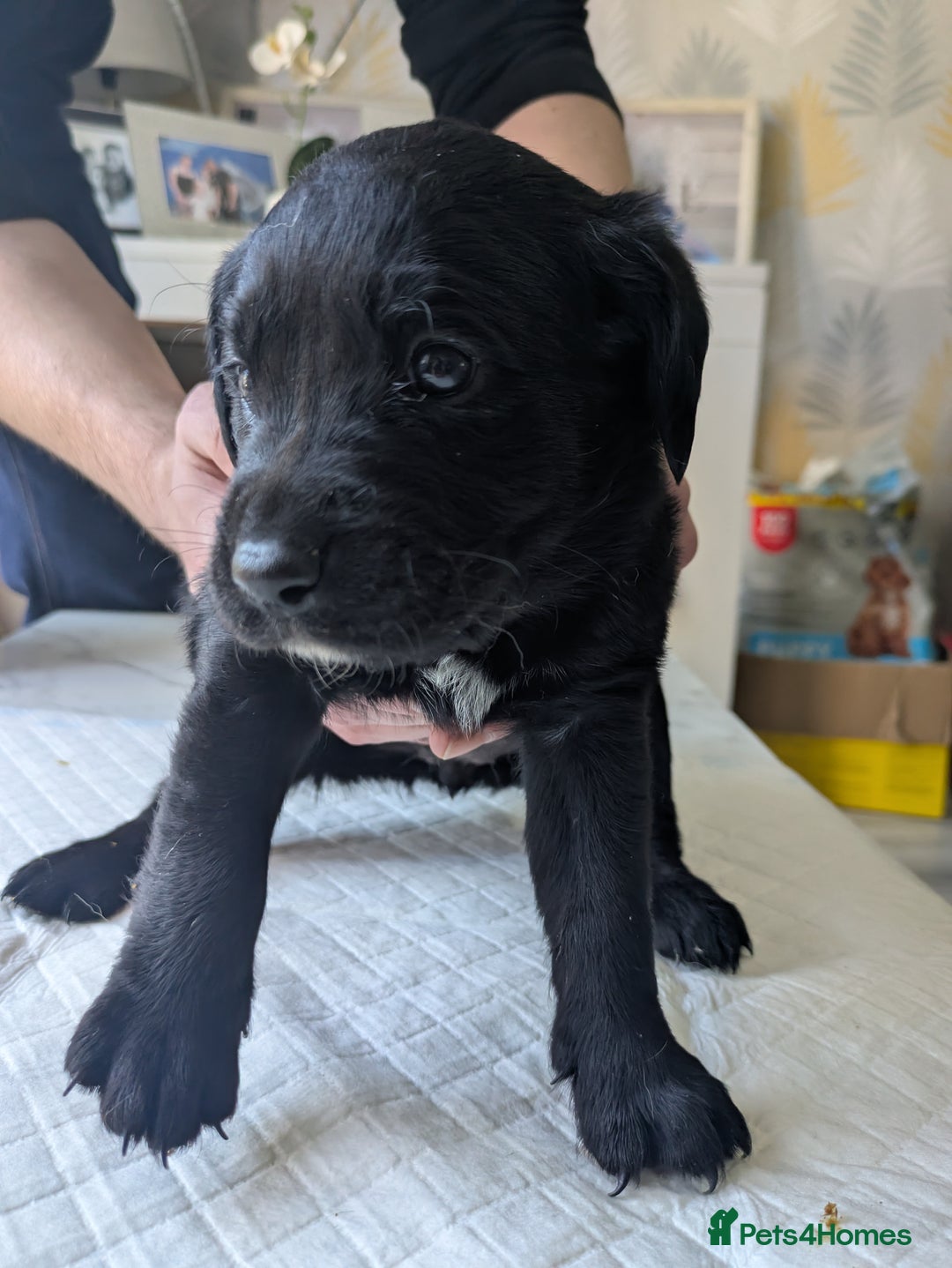 Labrador Retriever dogs for sale: Retriever Labrador puppys for sale - Image 11