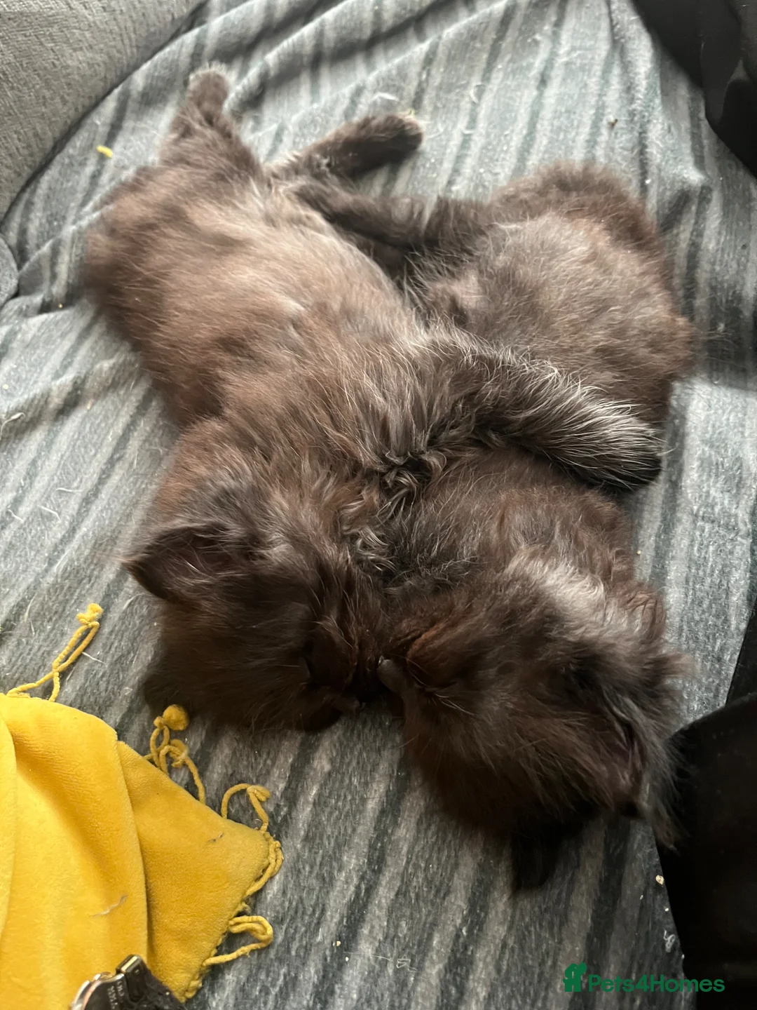 Mixed Breed cats for sale: Beautiful half ragdoll kittens  - Advert 2