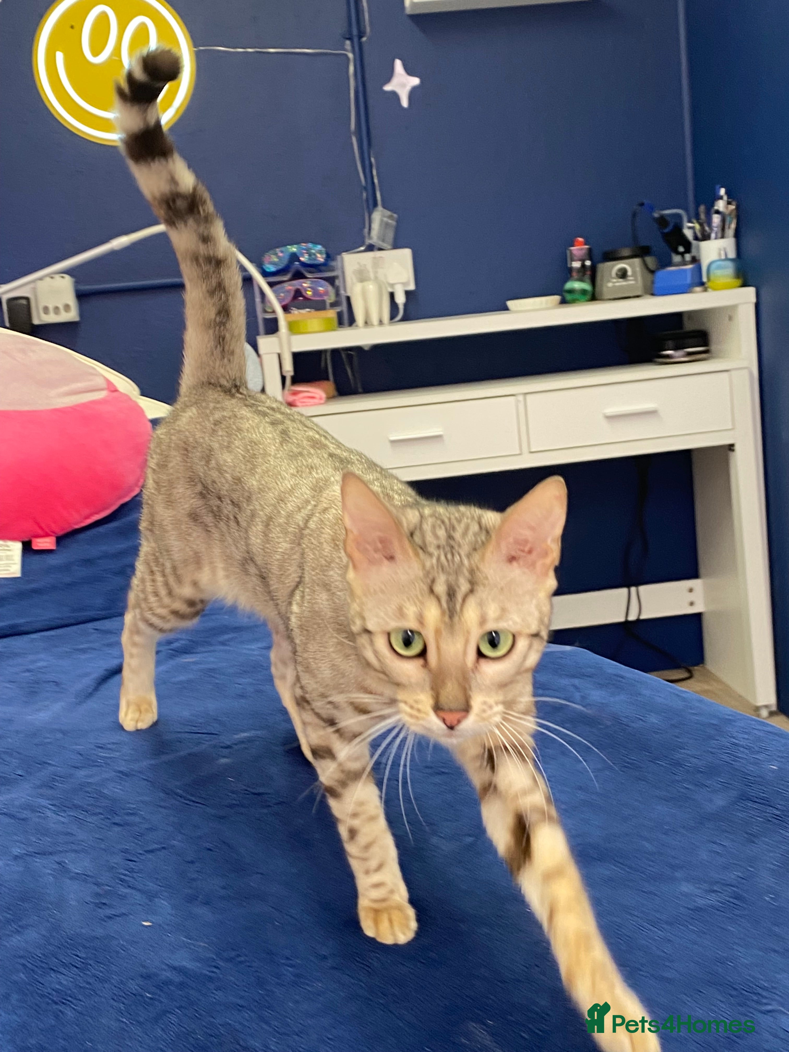 Bengal cats Snow Bengal - Female in Manchester - Advert 1