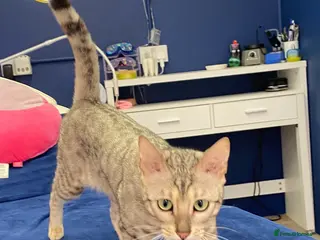 Bengal cats Snow Bengal - Female in Manchester - Advert 1