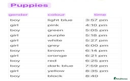 Rottweiler dogs for sale: Rottweiler puppies  - Image 4