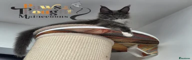 Maine Coon 2 blu belle