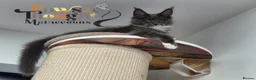 Maine Coon cats for sale: Top quality Mainecoon girls..Tica reg  - Advert 23