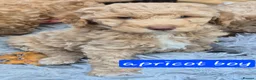 Double Doodle dogs for sale: Double doodle puppies - Advert 2