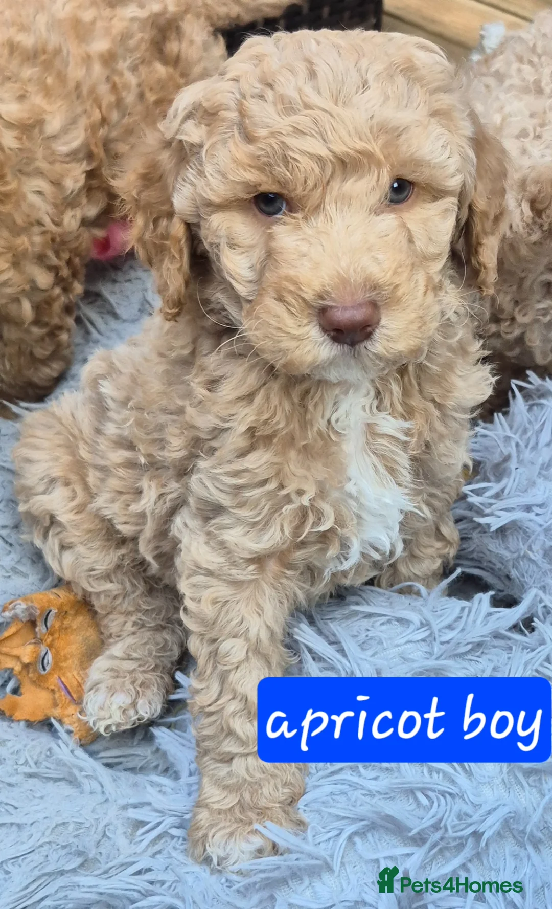 Double Doodle dogs for sale: Double doodle puppies - Advert 2