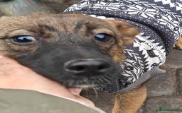 Mixed Breed dogs for adoption: 💖🐶 KNOPA 🐶💖 - Image 4
