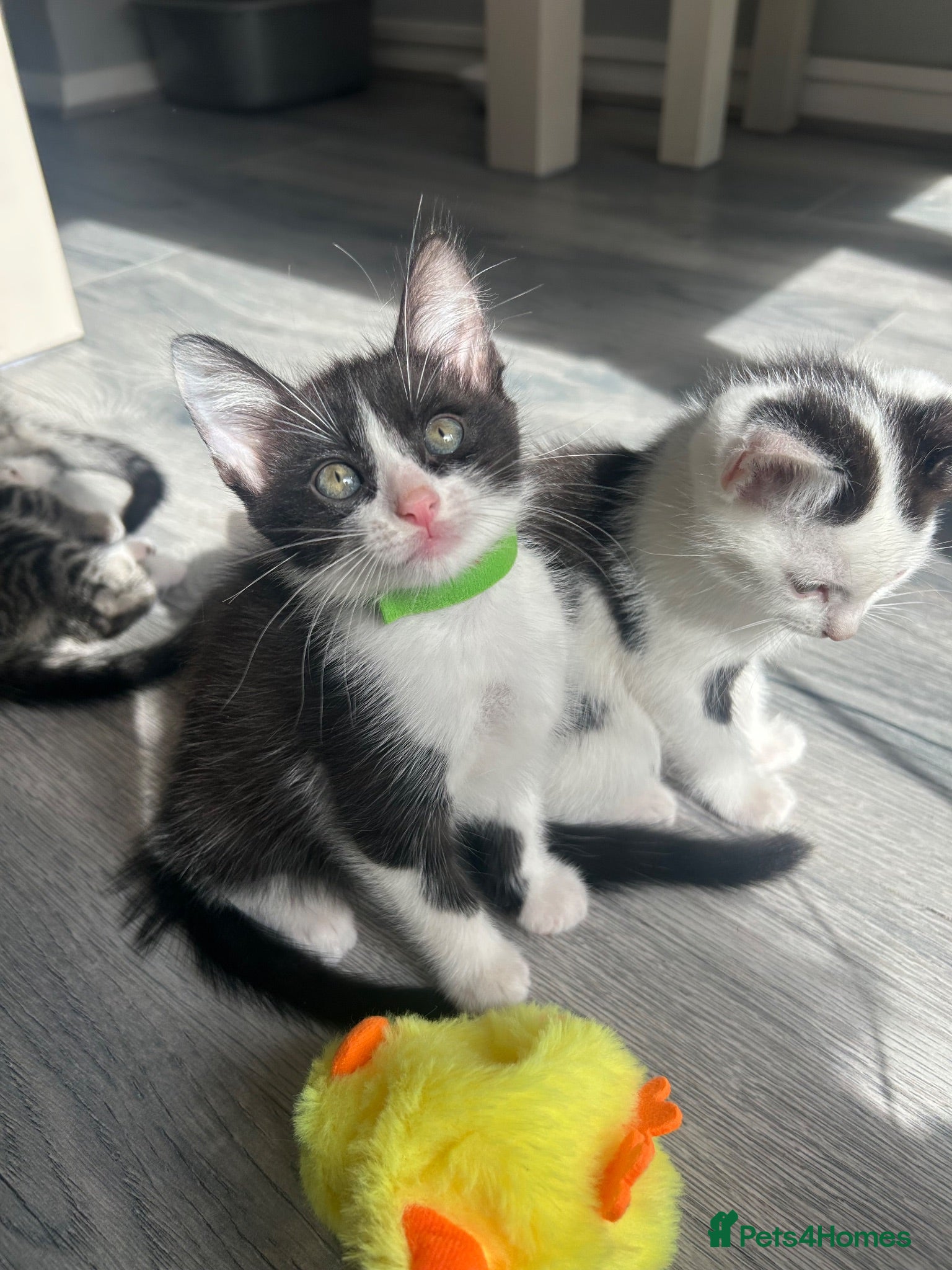 Mixed Breed cats Gorgeous vaccinated Kittens 🐱❤️ - Advert 4