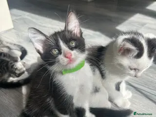 Mixed Breed cats Gorgeous vaccinated Kittens 🐱❤️ - Advert 4
