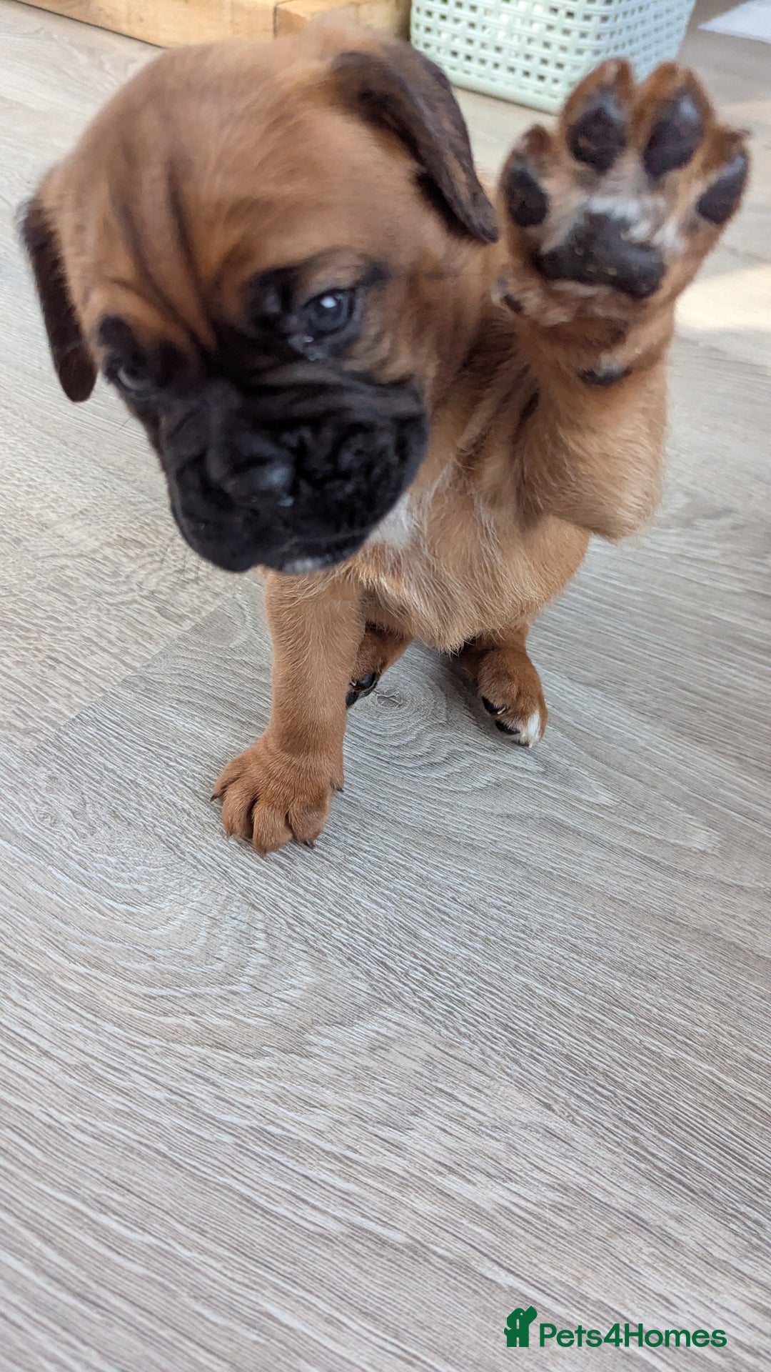 Mixed Breed dogs for sale: Boxer X Dogue De Bordeux Puppies - Image 10