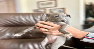 Italian Greyhound dogs - Advert 10