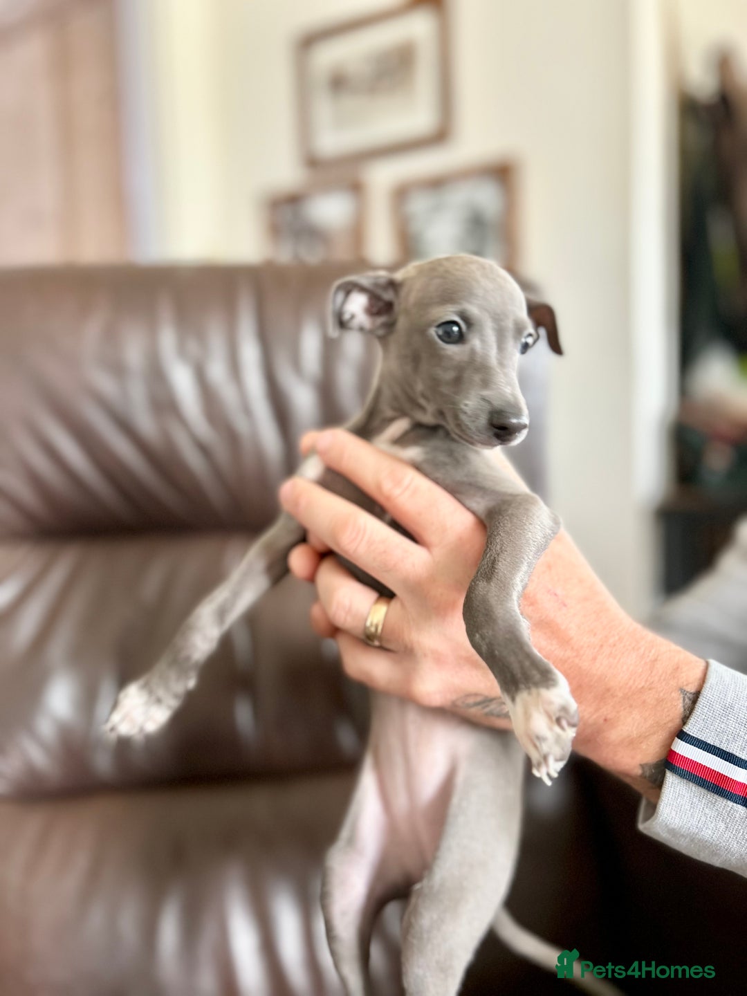 Italian Greyhound dogs for sale: Exceptional Italian Greyhound bitch puppy for sale - Image 3