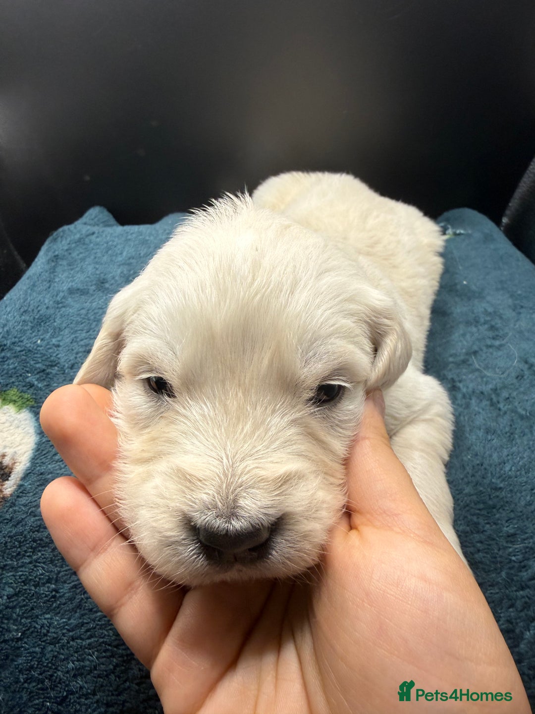 Golden Retriever dogs for sale: Stunning Golden Retrievers. 4 Boys / 4 Girls - Advert 17