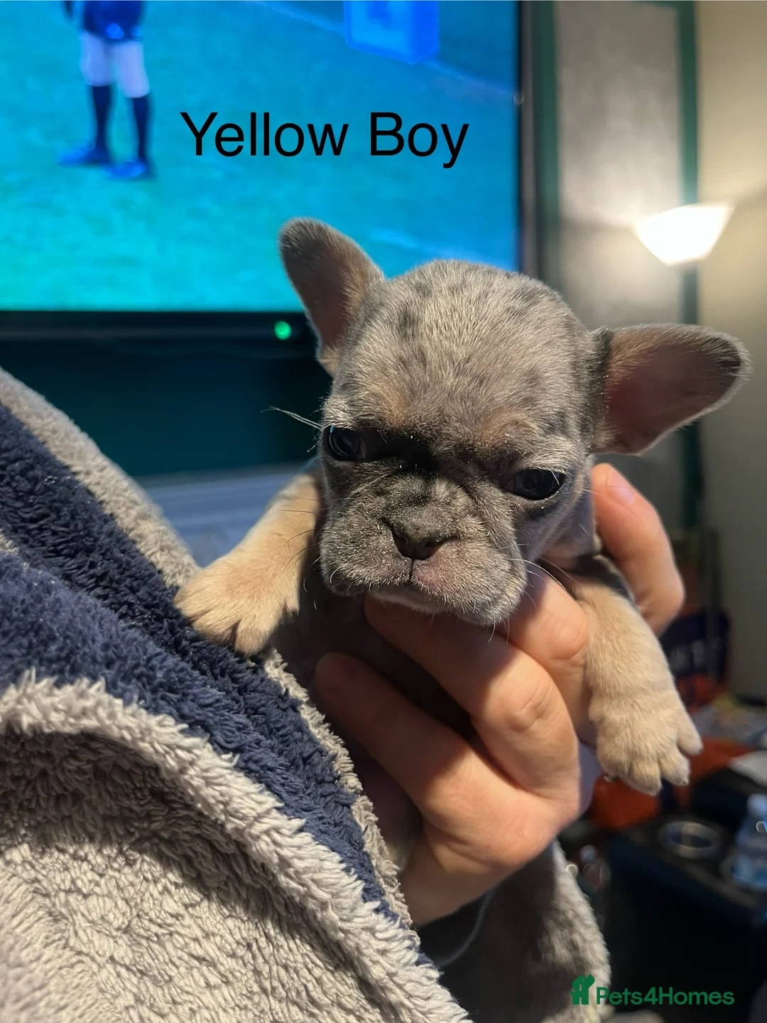 French Bulldog dogs for sale: DWKC Registered French Bulldog puppies for sale - Advert 15