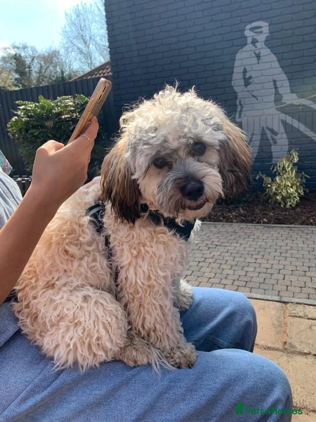 Shihpoo dogs for stud: Otis in Derby - Advert 3