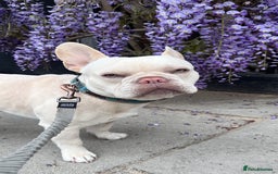 French Bulldog dogs for stud: Healthy platinum boy for Stud - Image 1