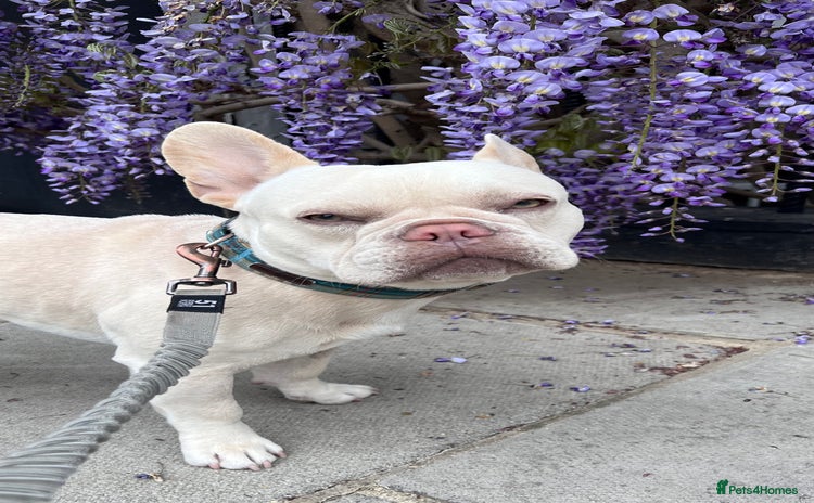 French Bulldog dogs - Advert 3