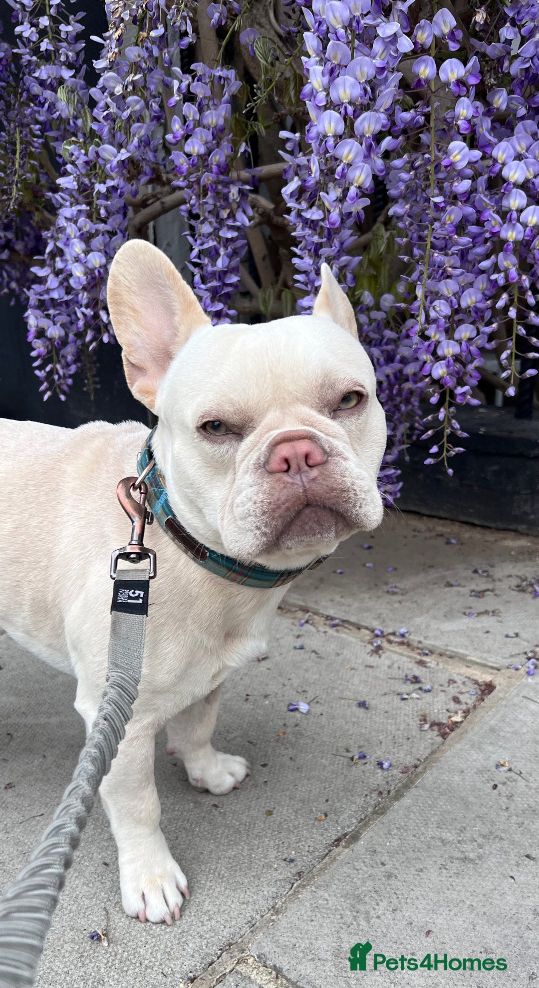 French Bulldog dogs for stud: Healthy platinum boy for Stud - Image 1