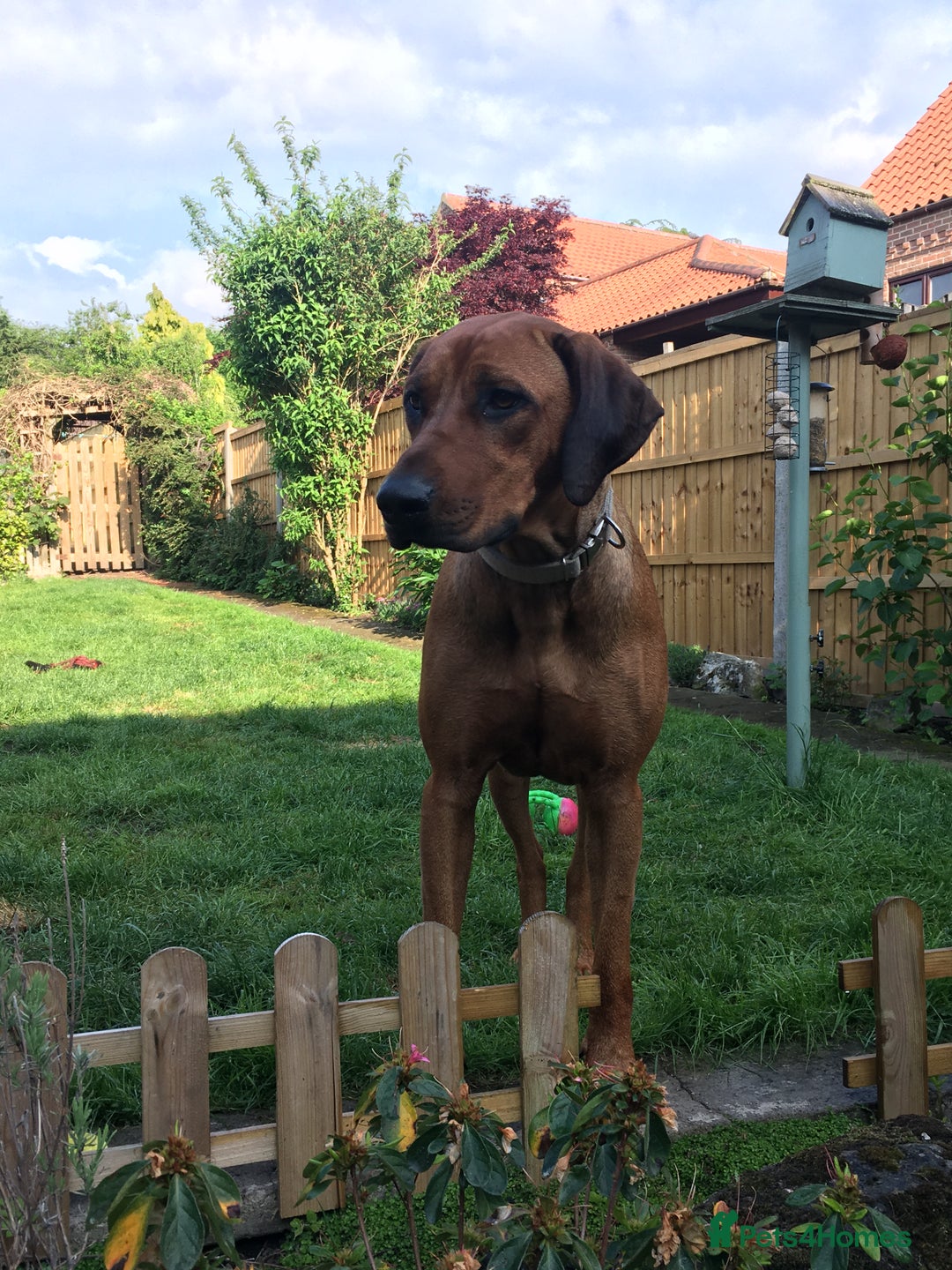 Rhodesian Ridgeback dogs for sale: Eu**an Champion Pedigree KC  - Image 4