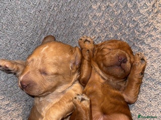 Miniature Poodle dogs - Advert 6