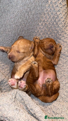 Miniature Poodle dogs - Advert 3
