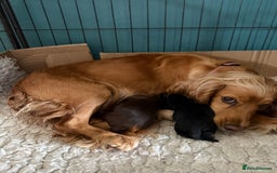 Cocker Spaniel dogs for sale: KC health tested cocker spaniel puppies  - Image 6