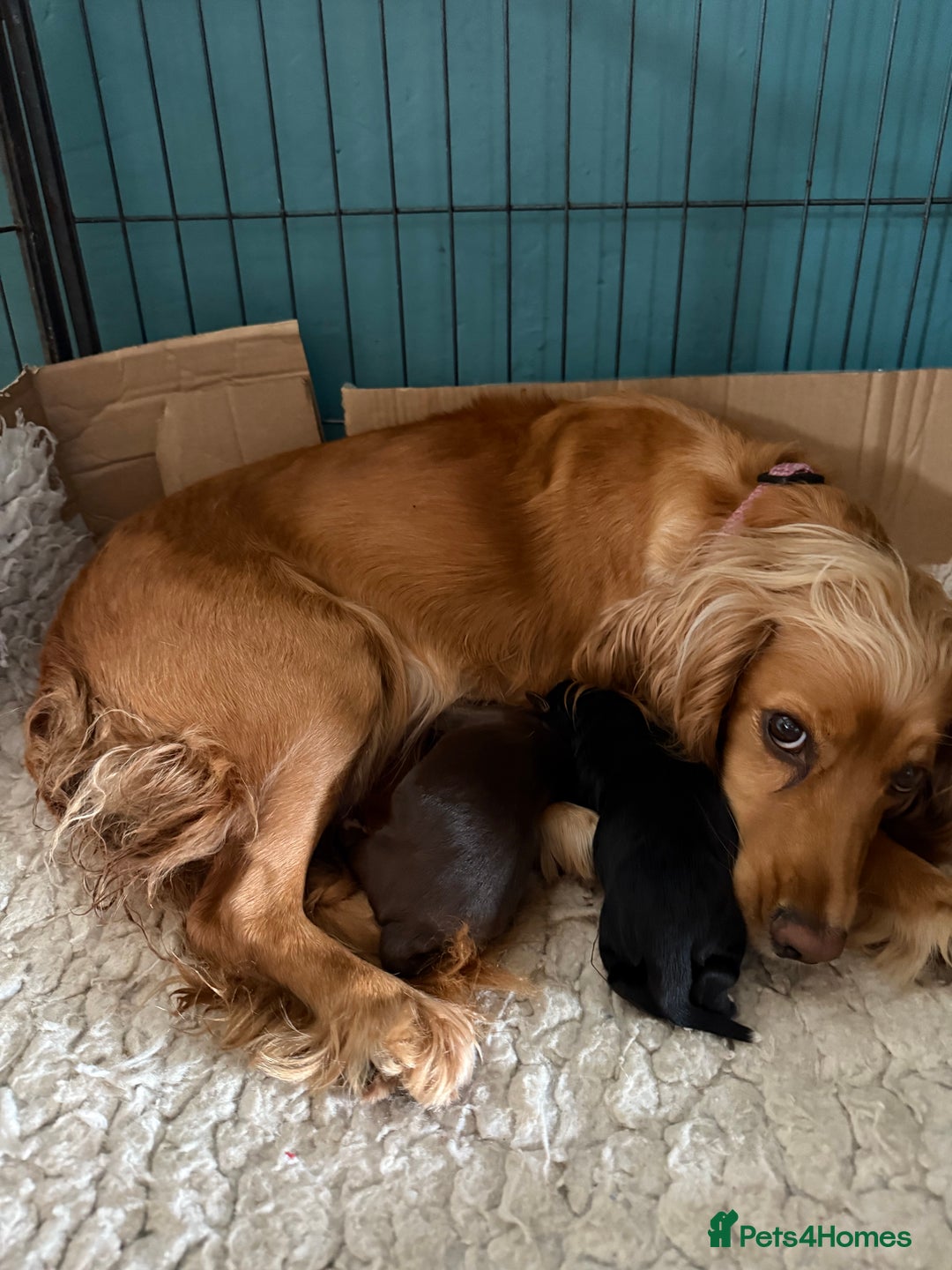 Cocker Spaniel dogs for sale: KC health tested cocker spaniel puppies  - Image 6