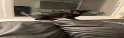 Mixed Breed cats for sale: Beautiful female kitten looking for a loving home  - Advert 3