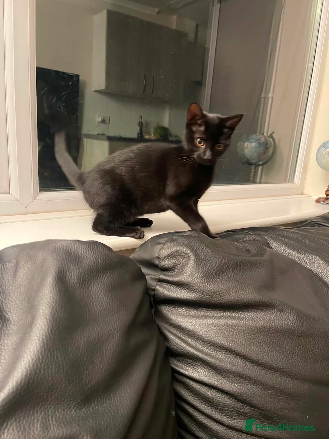 Mixed Breed cats for sale: Beautiful female kitten looking for a loving home  - Advert 3