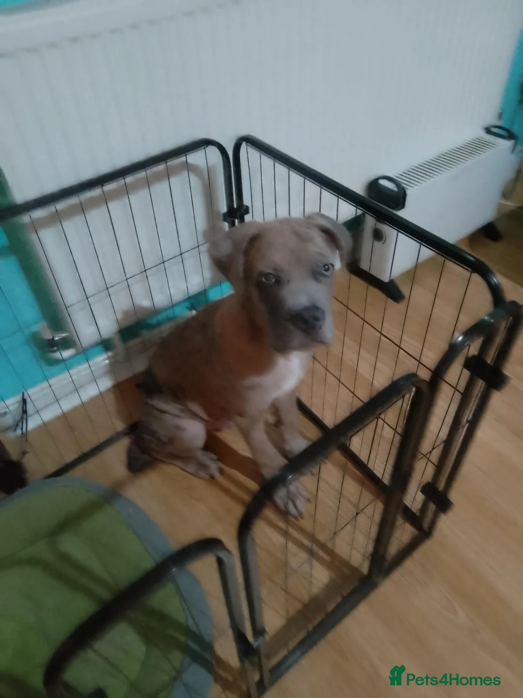 Cane Corso dogs for sale: Male Cane Corso  in London - Advert 3