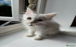 Maine Coon cats for sale: Ready Now! White Maine Coon x Ragdoll 🐱 - Image 8