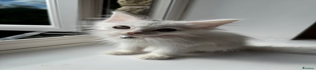 White Kitten