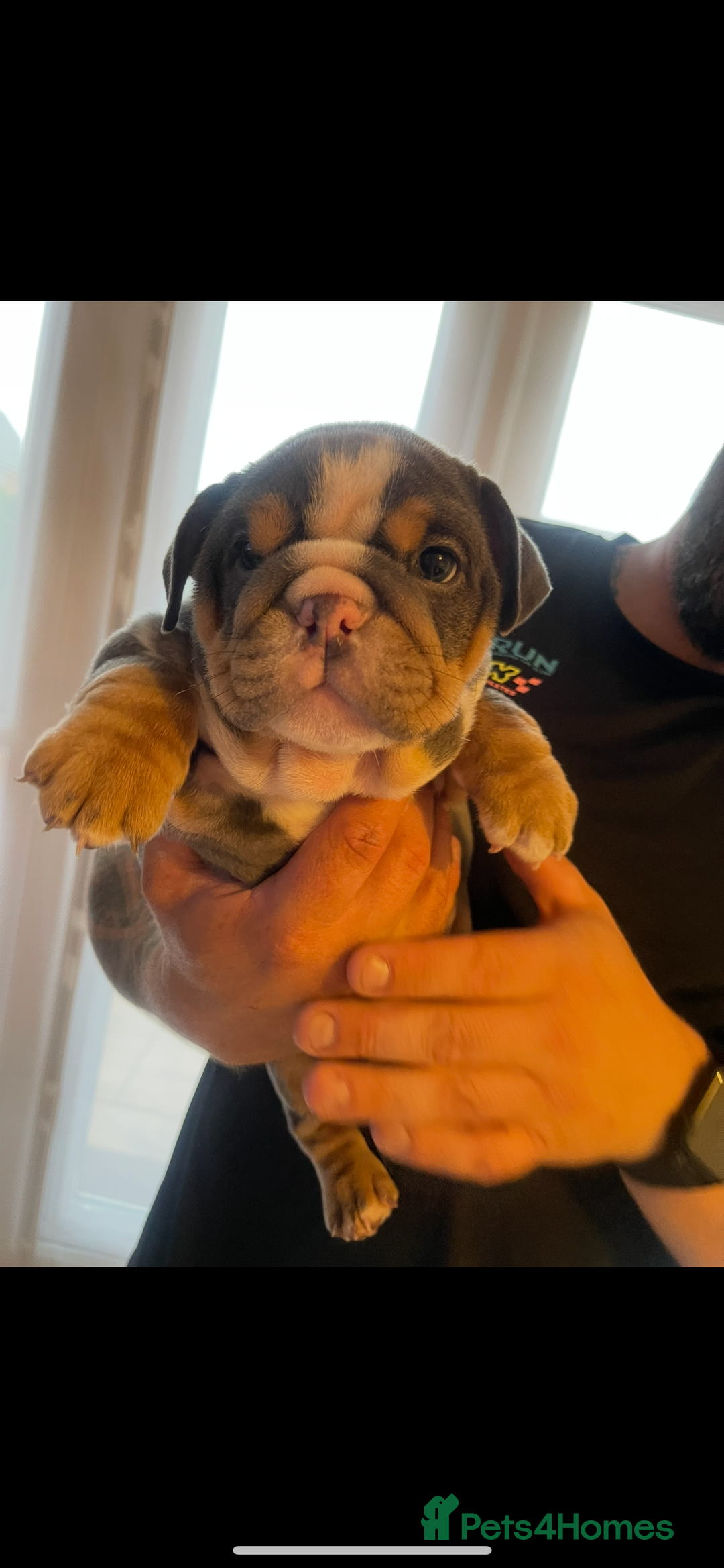 English Bulldog dogs for sale: 10 Top quality English bulldog puppies for sale  - Image 5