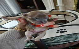 Chorkie dogs for sale:  Beautiful Chorkie pups for sale  - Image 7