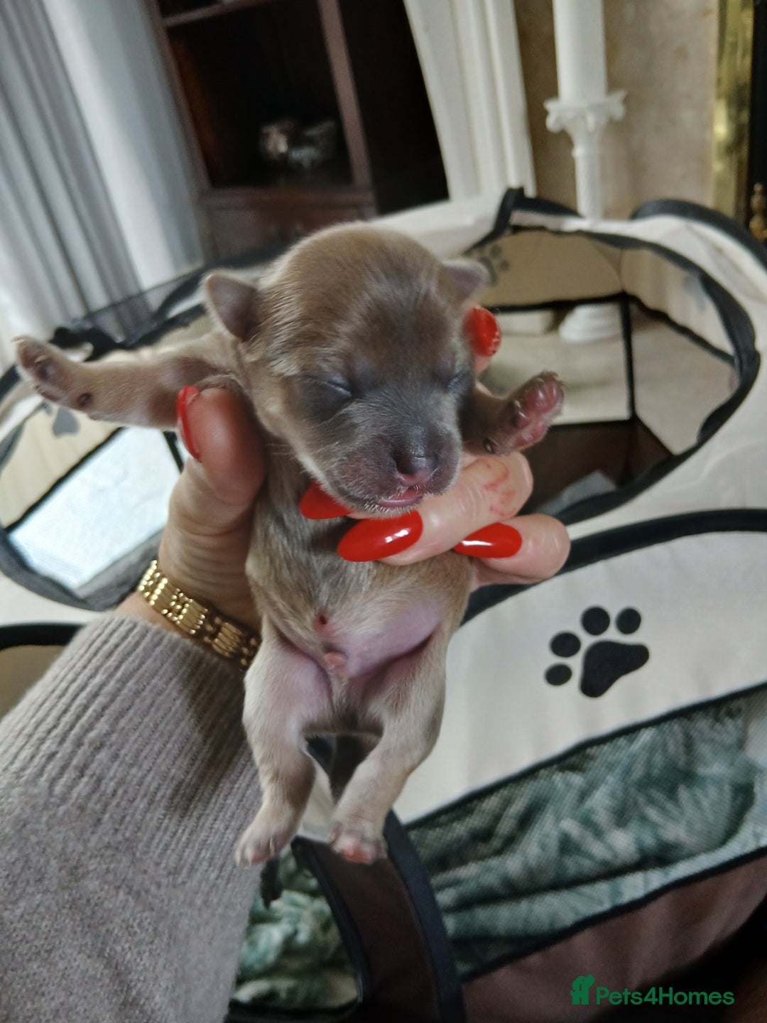 Chorkie dogs for sale:  Beautiful Chorkie pups for sale  - Image 7