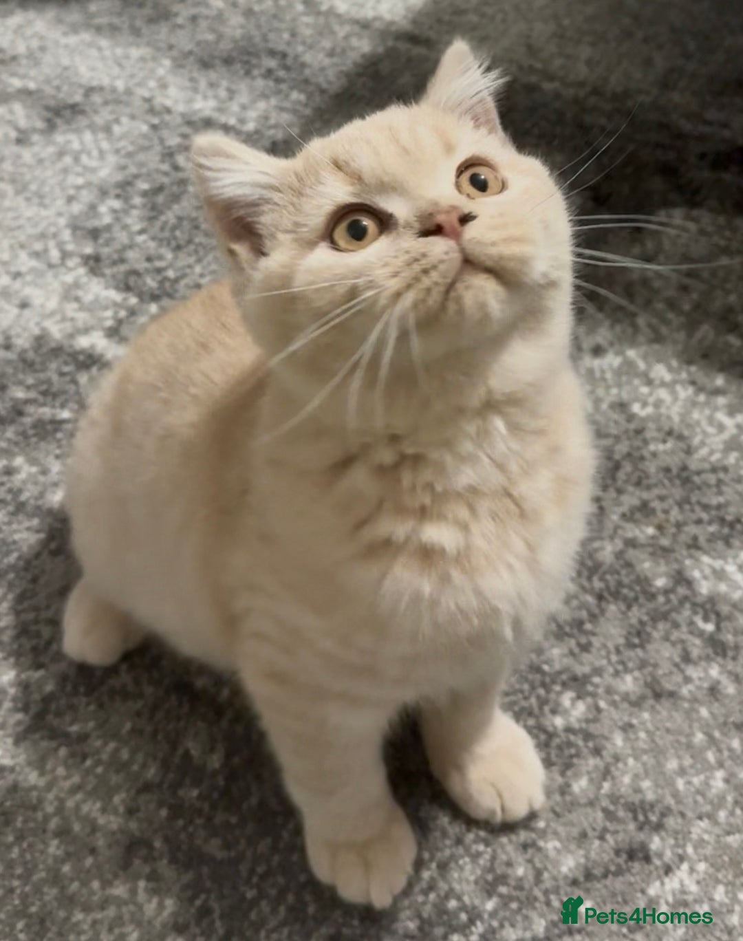 British Shorthair cats for sale: GCCF registered cream bsh boy - Advert 6