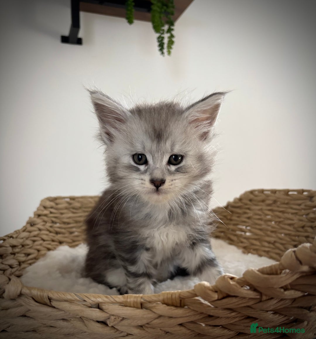Maine Coon cats for sale: TICA registered Maine coon kittens, shaded lines - Image 17